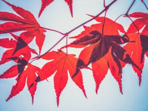 Maple Finance Plots Comeback With New $100M Liquidity Pool for Tax Receivables With 10% Yield