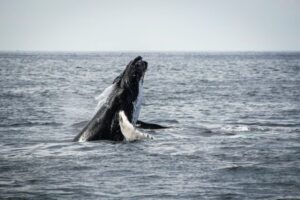 Bitcoin Whales Remain On Standby, But For How Long?