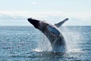 Are Bitcoin Whales Selling? This Metric May Suggest So