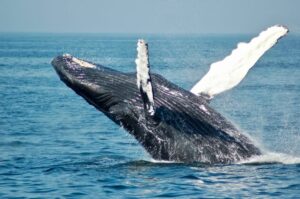 Ethereum Whales Buy $425M In ETH Inside 24 Hours, Rebound Soon?