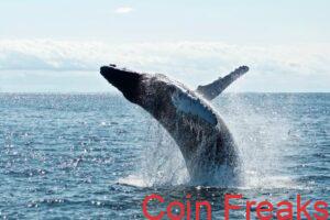 Bitcoin Whales Bought The Recent Dip While Market Panicked