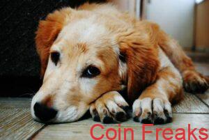 Dogwifhat To The Vet! Meme Coin Needs Medical Attention After Price Plunge — Analyst