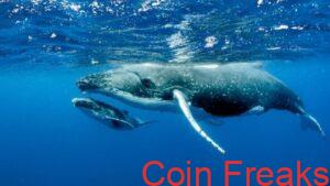 Bitcoin Buoyed By Big Money: Whales Gobble More BTC, Signaling Bullish Outlook